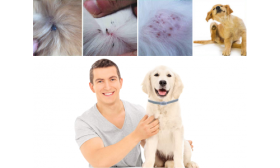 Looduslik Kirpude ja Puukide Vastane Kaelarihm Koerale