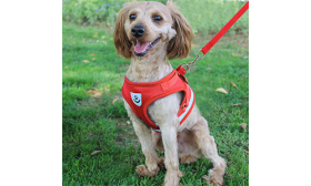 Helkuriga Traksid/Vest Koerale koos Sobiva Jalutusrihmaga