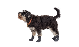 Koera Saapad Sportimiseks