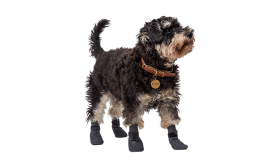 Koera Saapad Sportimiseks