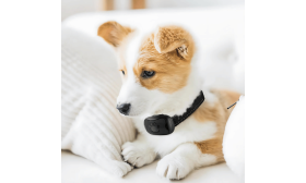 Šokivaba Haukumisvastane Kaelarihm Koerale