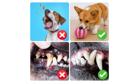 Interaktiivne Maiusepall Koertele – Kummist Mänguasi ja Närimispall Aeglaseks Söömiseks